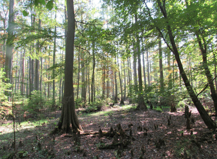 cypress swamp